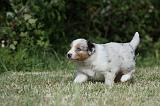 BERGER AUSTRALIEN PUPPIES 343